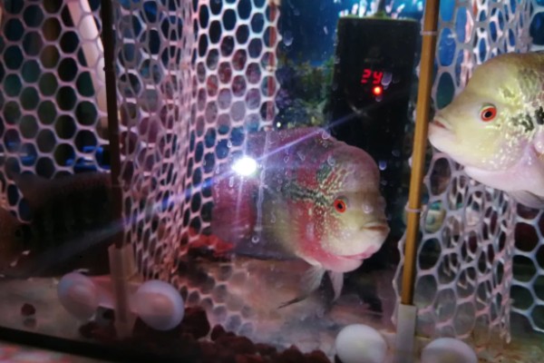 罗汉鱼饿几天会爆头吗，真的会爆头