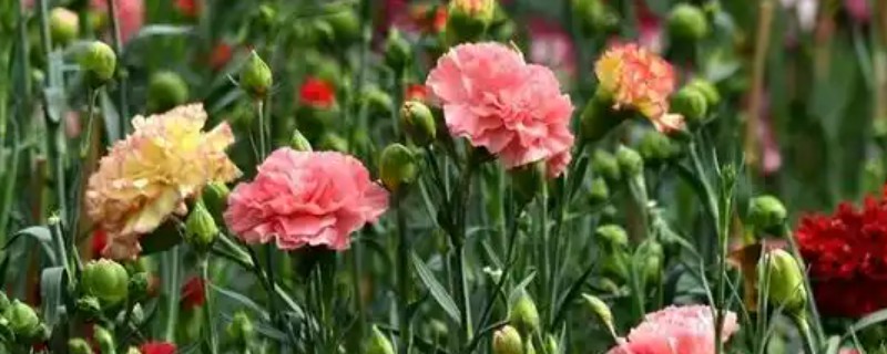 康乃馨的颜色类型，常见红色、紫色、粉色等品种