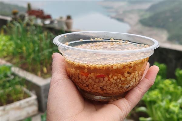 朝天椒的育苗方法，可播种育苗也可扦插育苗