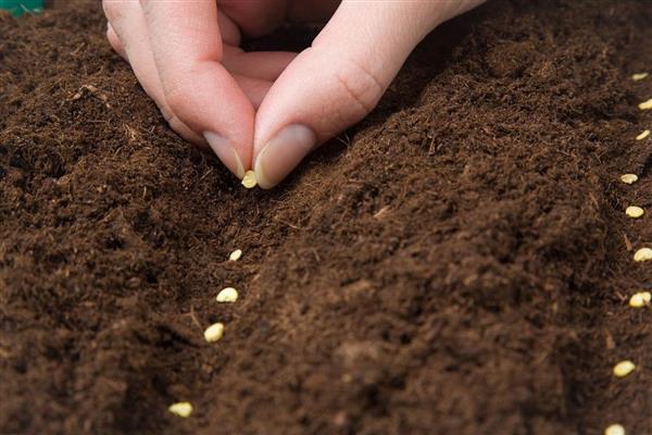 朝天椒的育苗方法，可播种育苗也可扦插育苗