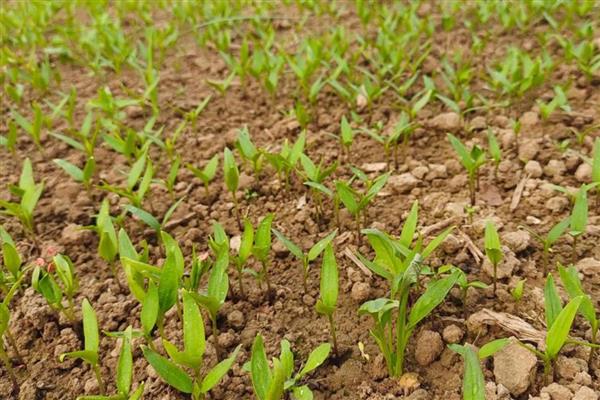 朝天椒的育苗方法，可播种育苗也可扦插育苗