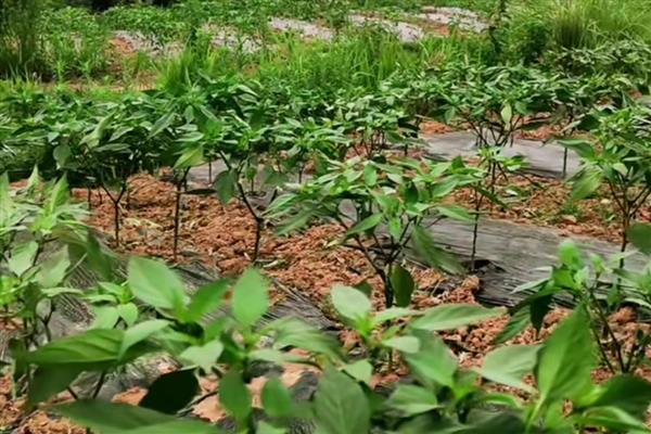 朝天椒的育苗方法，可播种育苗也可扦插育苗