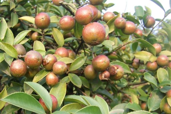 油茶树如何种植,土壤最好是偏酸性