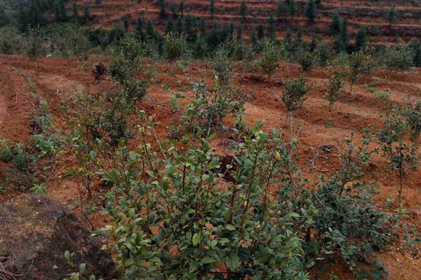 油茶树如何种植,土壤最好是偏酸性