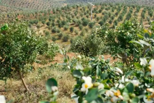 油茶树如何种植,土壤最好是偏酸性