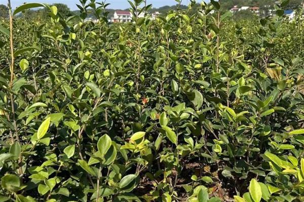 油茶树如何种植,土壤最好是偏酸性