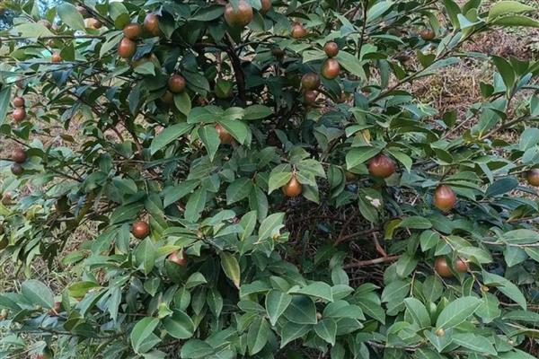 油茶树如何种植,土壤最好是偏酸性