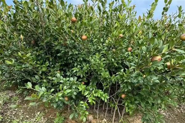 油茶树如何种植,土壤最好是偏酸性