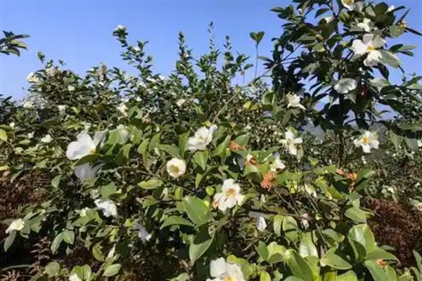 油茶树如何种植,土壤最好是偏酸性