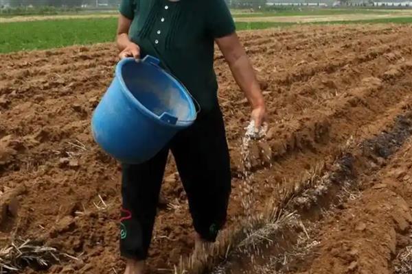 尿素施用注意事项，与碳铵不可混用