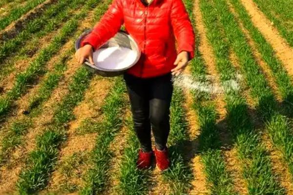 尿素施用注意事项，与碳铵不可混用