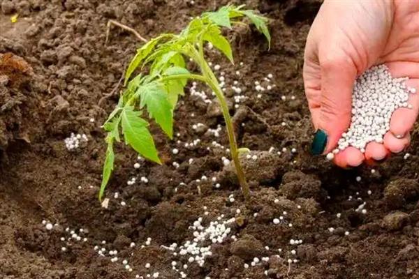 尿素施用注意事项，与碳铵不可混用