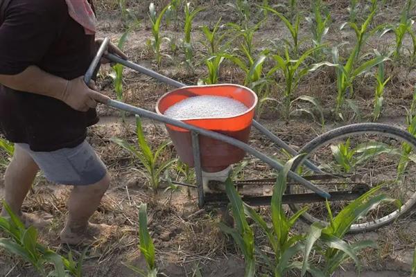 尿素施用注意事项，与碳铵不可混用