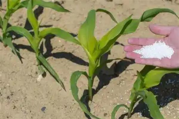 尿素施用注意事项，与碳铵不可混用