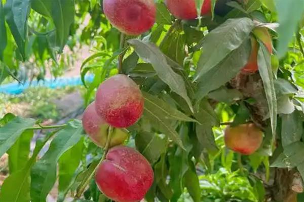 油桃树几年可以结果，两年后结果