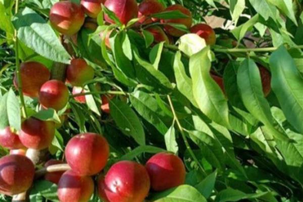 油桃树几年可以结果，两年后结果