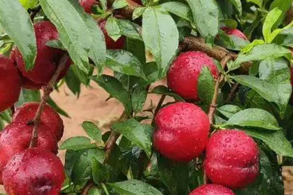 油桃树几年可以结果，两年后结果