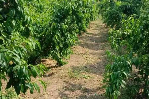 油桃树几年可以结果，两年后结果