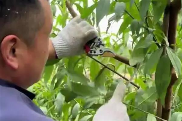 油桃树几年可以结果，两年后结果