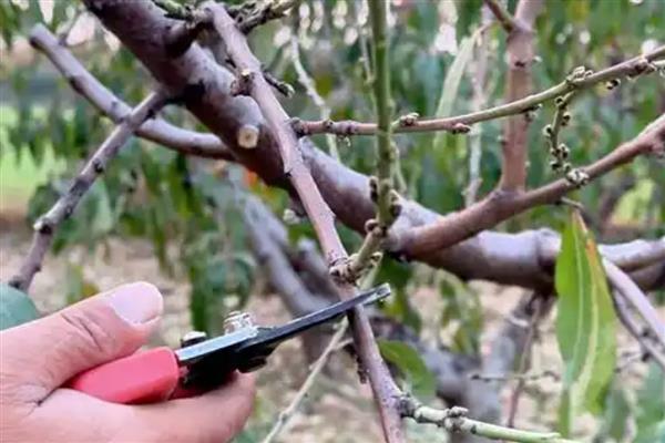 油桃树几年可以结果，两年后结果