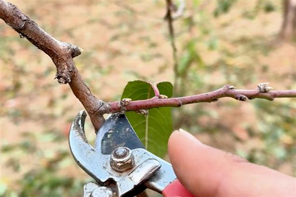 油桃树几年可以结果，两年后结果