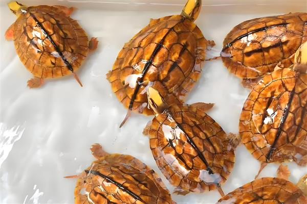 金钱龟如何分公母，可通过背甲、腹甲等区分