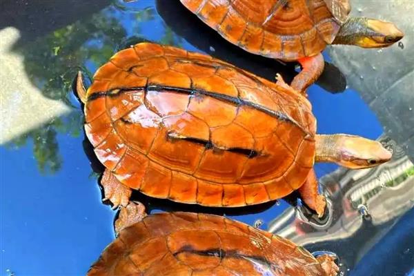 金钱龟如何分公母，可通过背甲、腹甲等区分