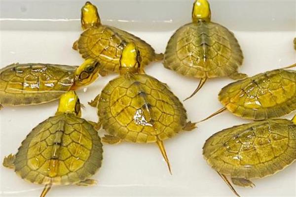 金钱龟如何分公母，可通过背甲、腹甲等区分