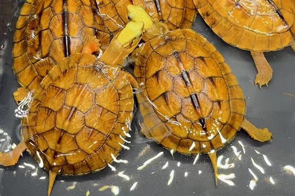 金钱龟如何分公母，可通过背甲、腹甲等区分