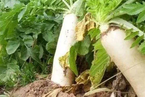 萝卜糠心的原因,主要是因为水分不协调造成的
