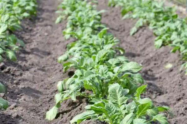 萝卜糠心的原因,主要是因为水分不协调造成的