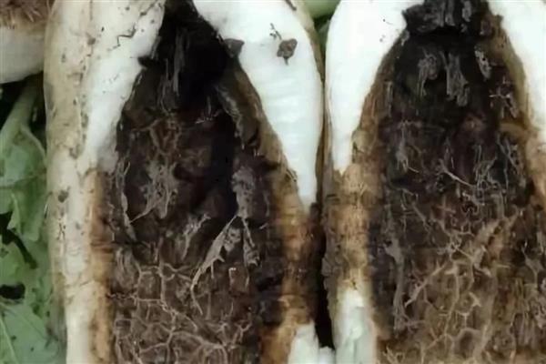 萝卜糠心的原因,主要是因为水分不协调造成的