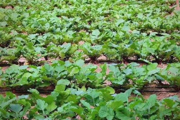 萝卜糠心的原因,主要是因为水分不协调造成的