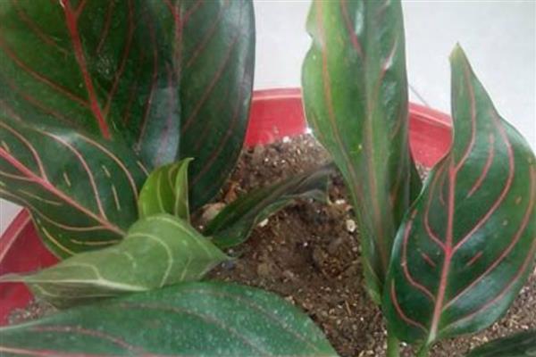 怎么养红脉粗肋草,生长适温25℃-30℃