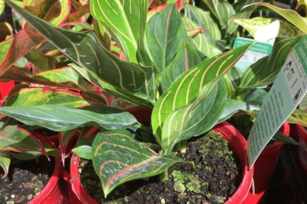 怎么养红脉粗肋草,生长适温25℃-30℃