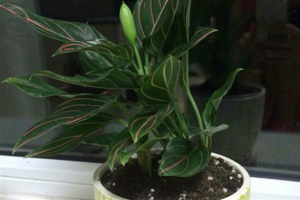 怎么养红脉粗肋草,生长适温25℃-30℃