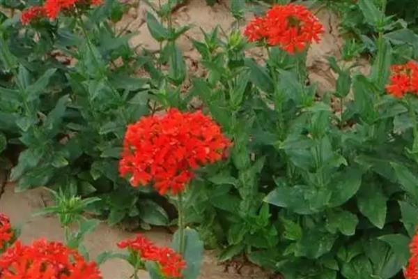 大花剪秋罗是什么门，属于被子植物门