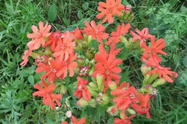 大花剪秋罗是什么门，属于被子植物门