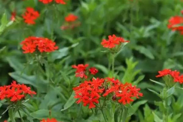 大花剪秋罗是什么门，属于被子植物门