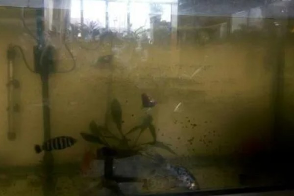 鱼缸总是浑浊的原因,可能是水源差、造景不干净等因素造成