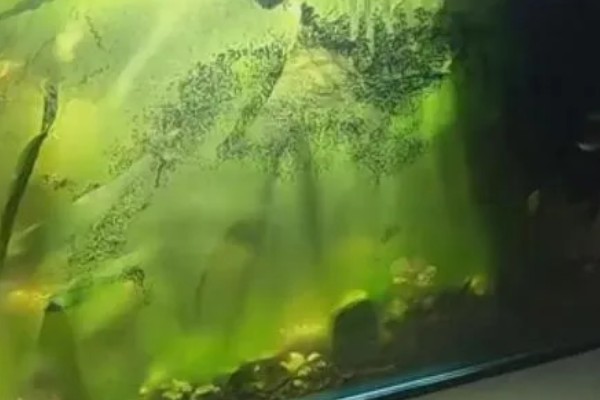 鱼缸总是浑浊的原因,可能是水源差、造景不干净等因素造成