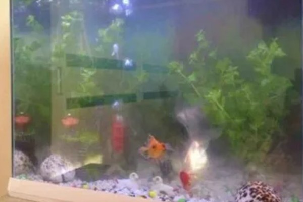 鱼缸总是浑浊的原因,可能是水源差、造景不干净等因素造成