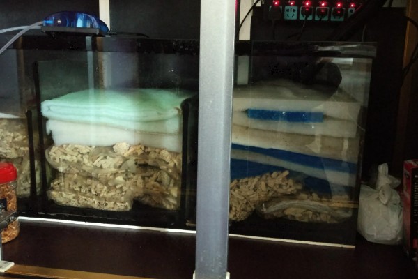 鱼缸总是浑浊的原因,可能是水源差、造景不干净等因素造成