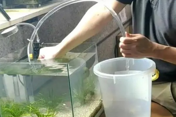 鱼缸总是浑浊的原因,可能是水源差、造景不干净等因素造成