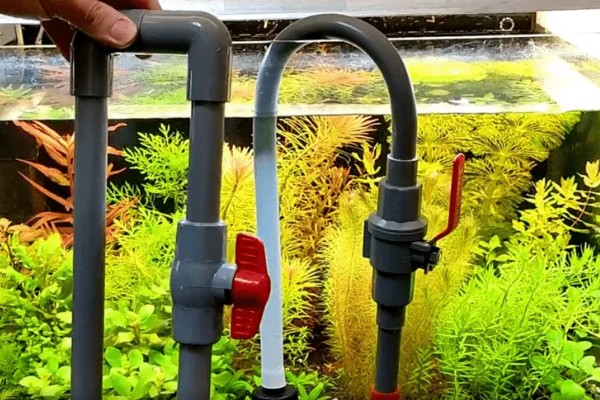 鱼缸总是浑浊的原因,可能是水源差、造景不干净等因素造成