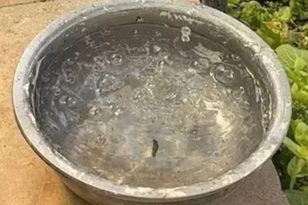 鱼缸总是浑浊的原因,可能是水源差、造景不干净等因素造成