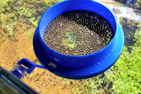 鱼缸总是浑浊的原因,可能是水源差、造景不干净等因素造成