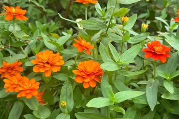 百日草什么时候开花，花期在6-9月份