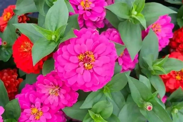 百日草什么时候开花，花期在6-9月份