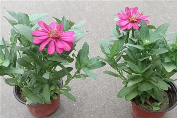 百日草什么时候开花，花期在6-9月份